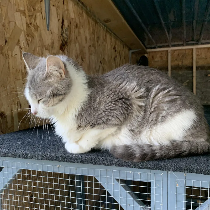 An adult medium-sized female Gray & White Domestic Short Hair cat named Sweetpea for adoption in Stockholm, WI