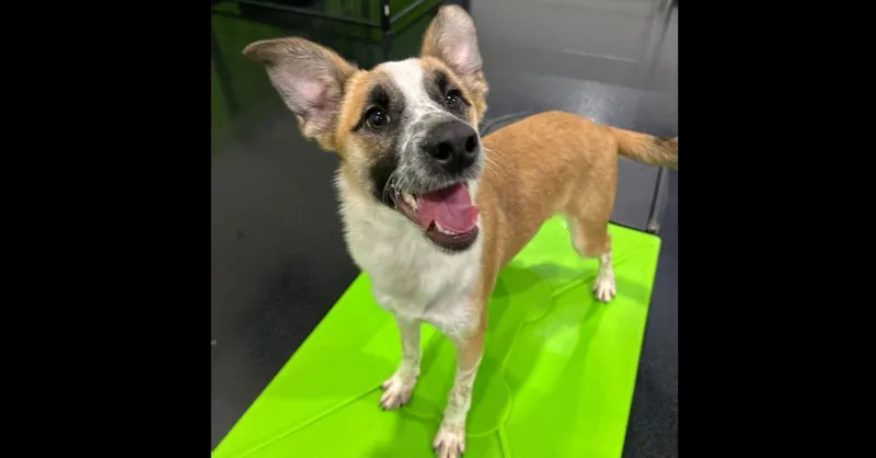 A baby medium-sized male Tricolor (Brown, Black, & White) Cattle Dog dog named Kokoro for adoption in Naperville, IL