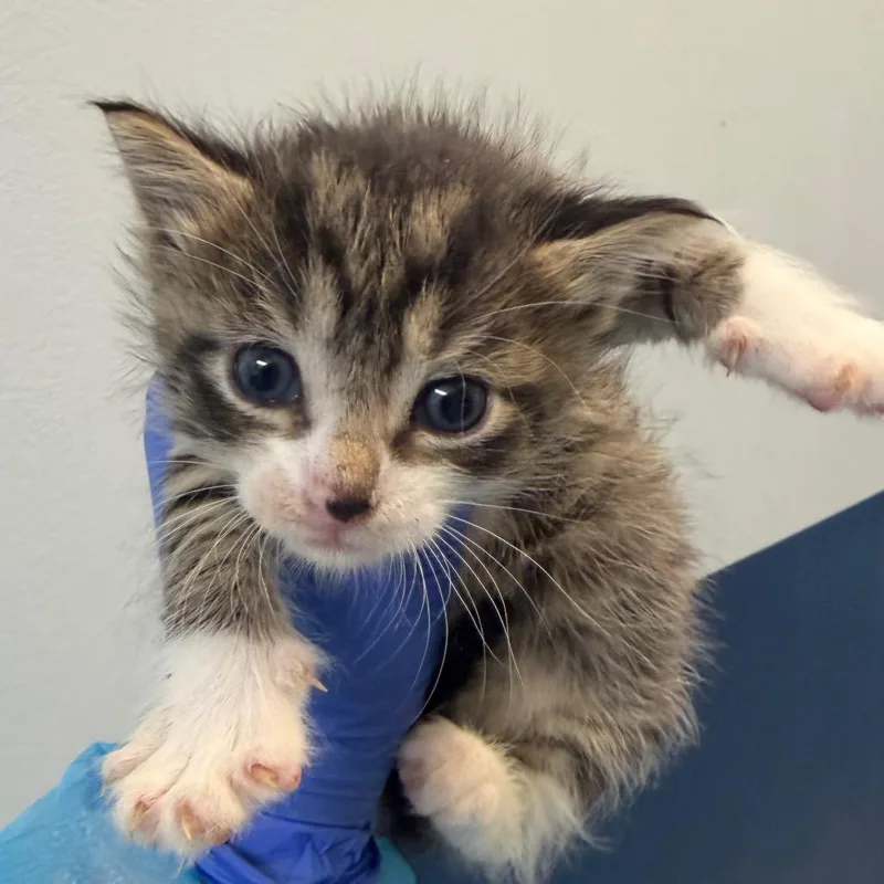 A baby small-sized female Gray / Blue / Silver Domestic Short Hair cat named Parmesean for adoption in Philadelphia, PA
