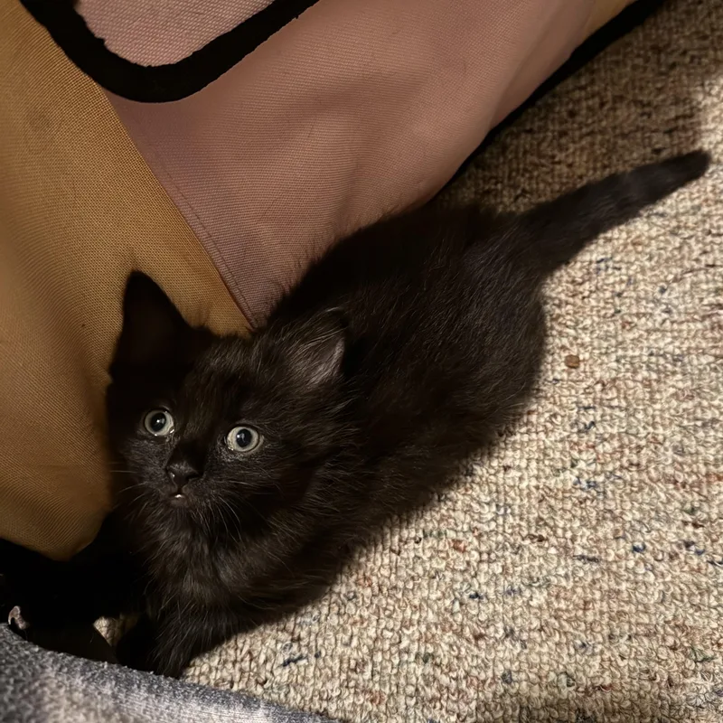 A baby medium-sized male Black Tuxedo cat named Vostok And Gemini for adoption in Hyattsville, MD