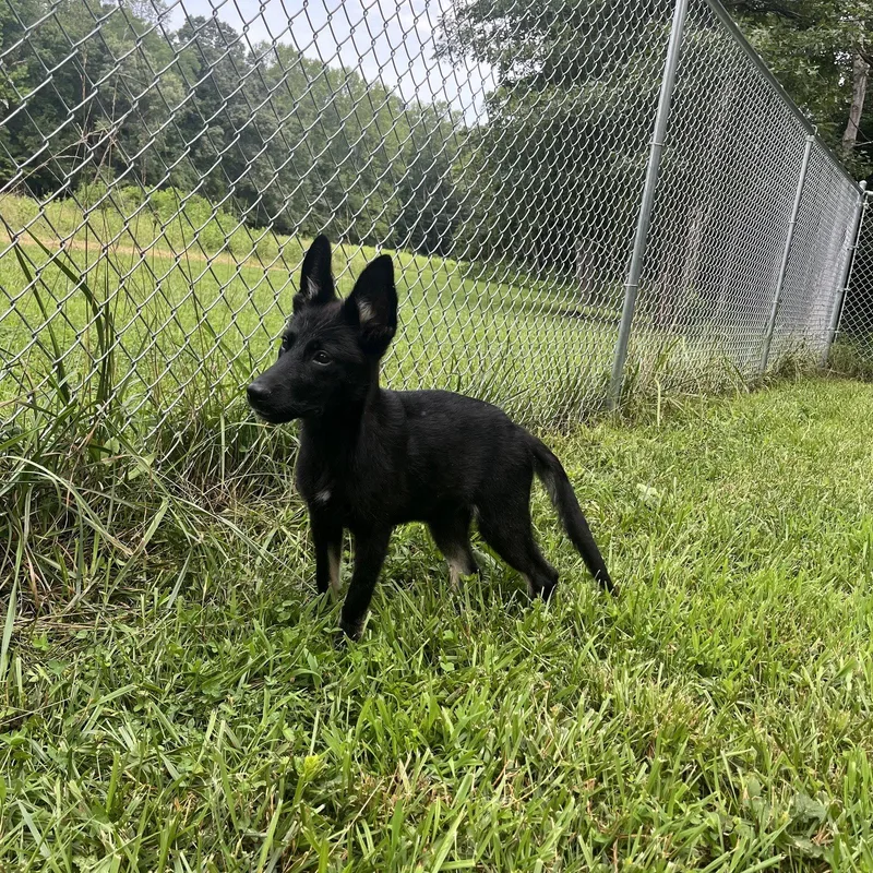 A baby medium-sized female German Shepherd Dog dog named Gold for adoption in Centreville, VA