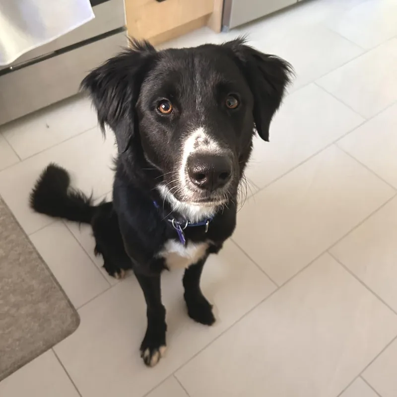 A young medium-sized male Black Border Collie dog named Rian for adoption in Brooklyn, NY
