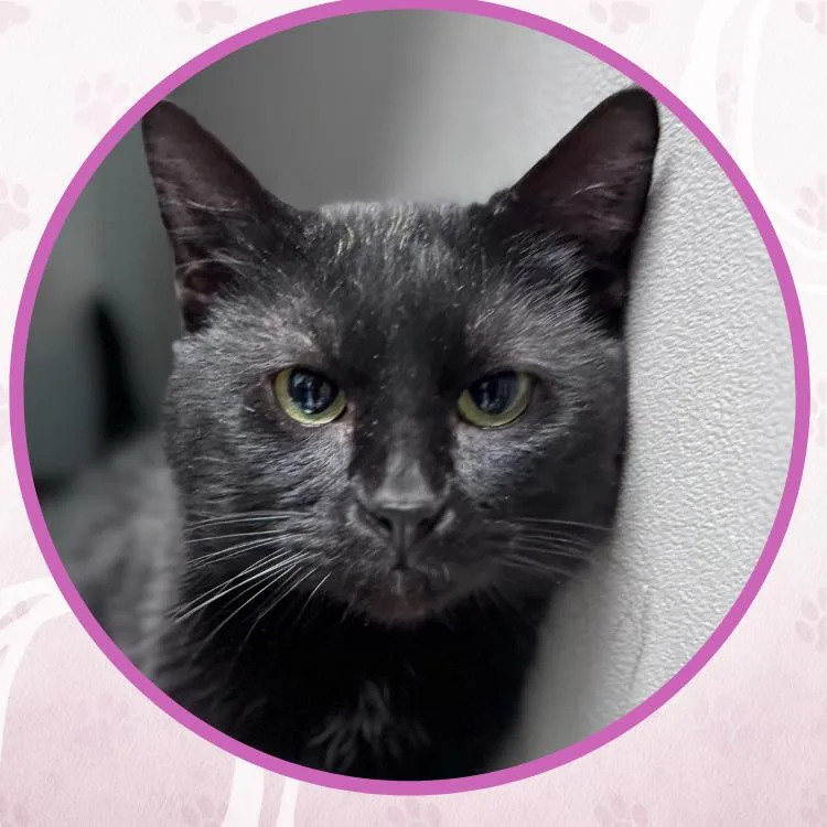 Scott Hamilton thumbnail 4