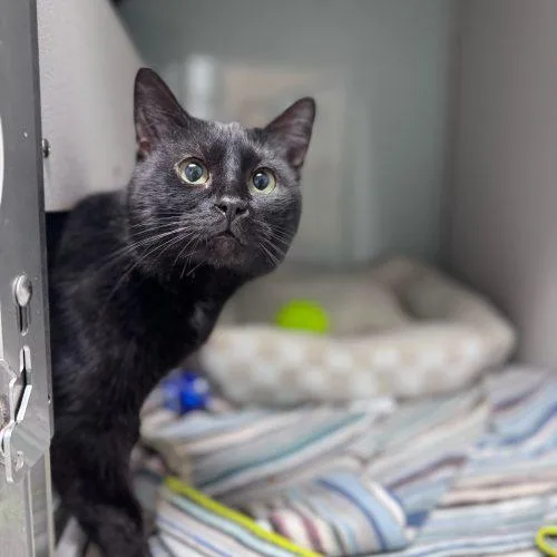 Scott Hamilton thumbnail 5