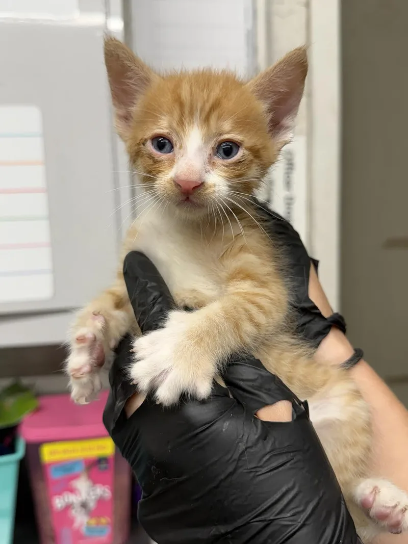 A young small-sized male Tabby (Orange / Red) Domestic Short Hair cat named Paprika for adoption in Oakdale, CA