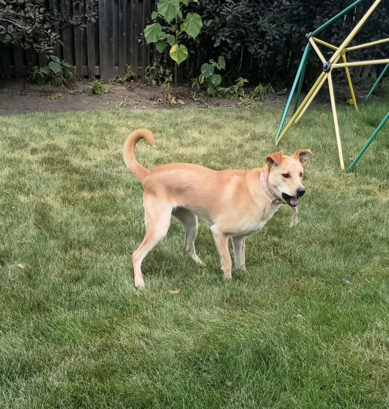 Maggie