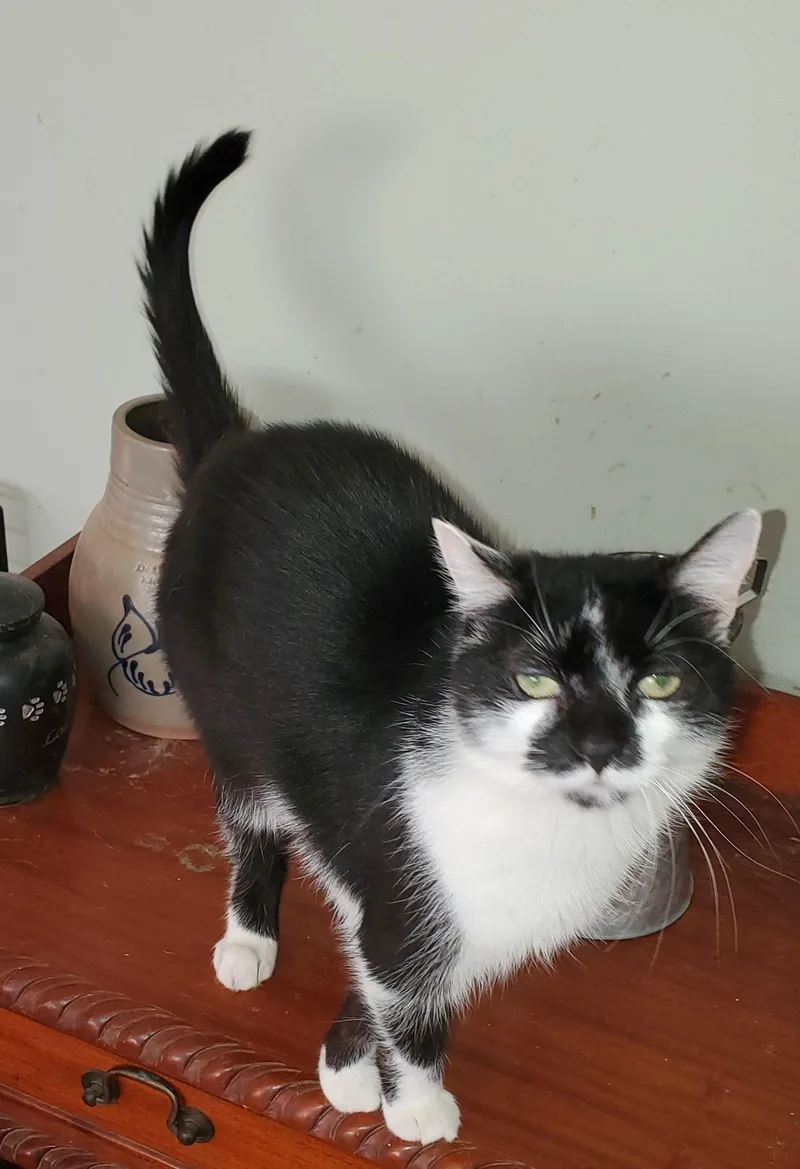 An adult medium-sized female Domestic Short Hair cat named Adeline for adoption in Naugatuck, CT