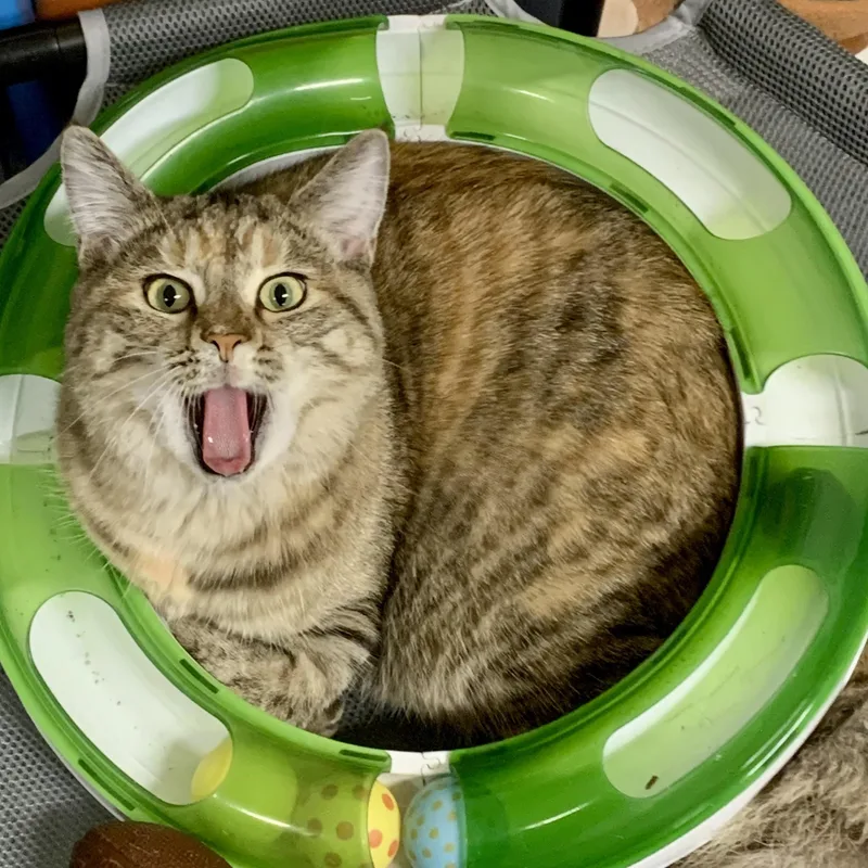 Dolly & Duke thumbnail 3