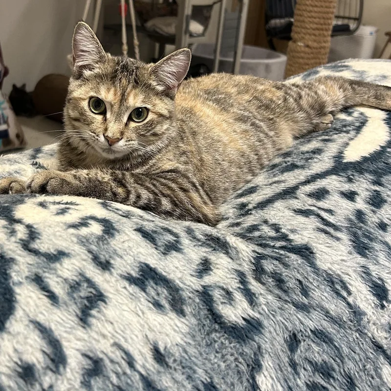 Dolly & Duke thumbnail 4