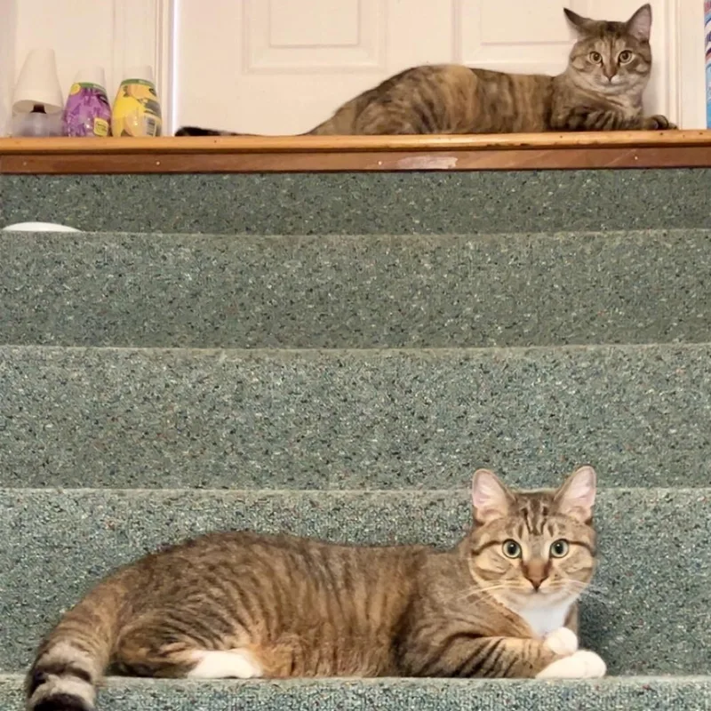 Dolly & Duke thumbnail 5