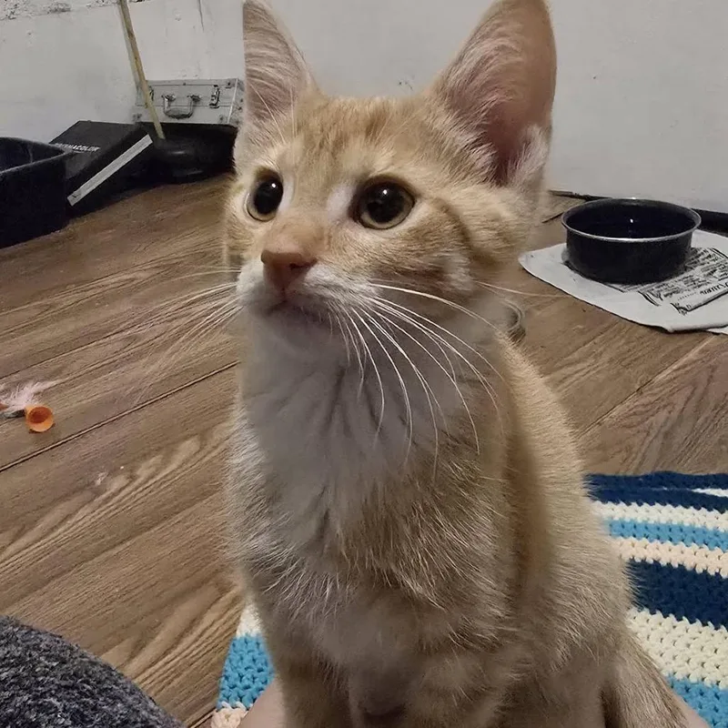 A baby small-sized female Orange / Red Domestic Short Hair cat named Sava for adoption in Pittsburgh, PA