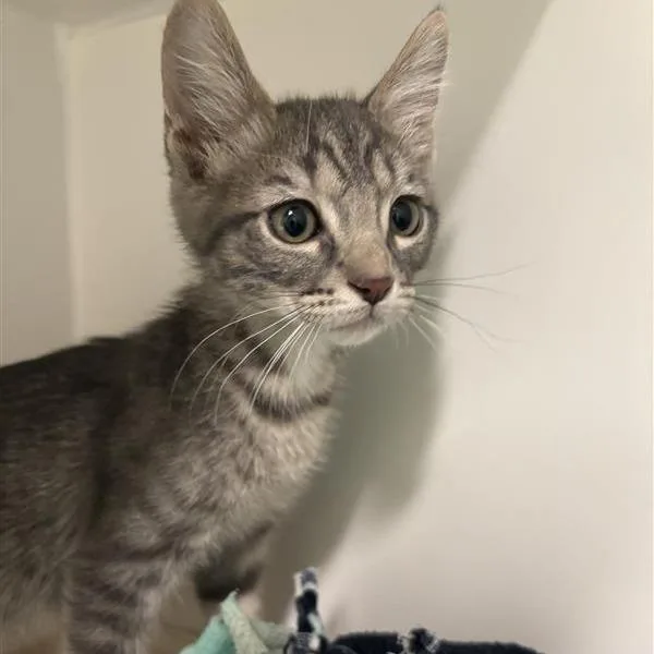 A baby small-sized male Gray / Blue / Silver Domestic Short Hair cat named Key for adoption in Tempe, AZ