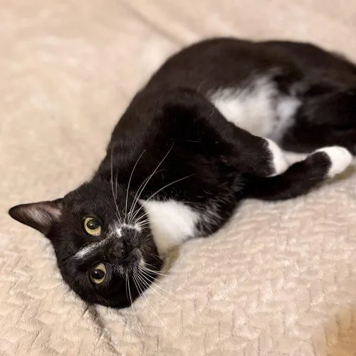 An adult medium-sized male Tuxedo cat named Gatsby for adoption in Knoxville, TN