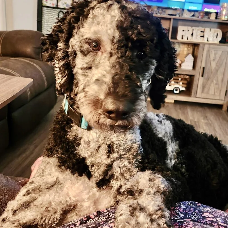A baby medium-sized male Gray / Blue / Silver Standard Poodle dog named Duke for adoption in Kokomo, IN