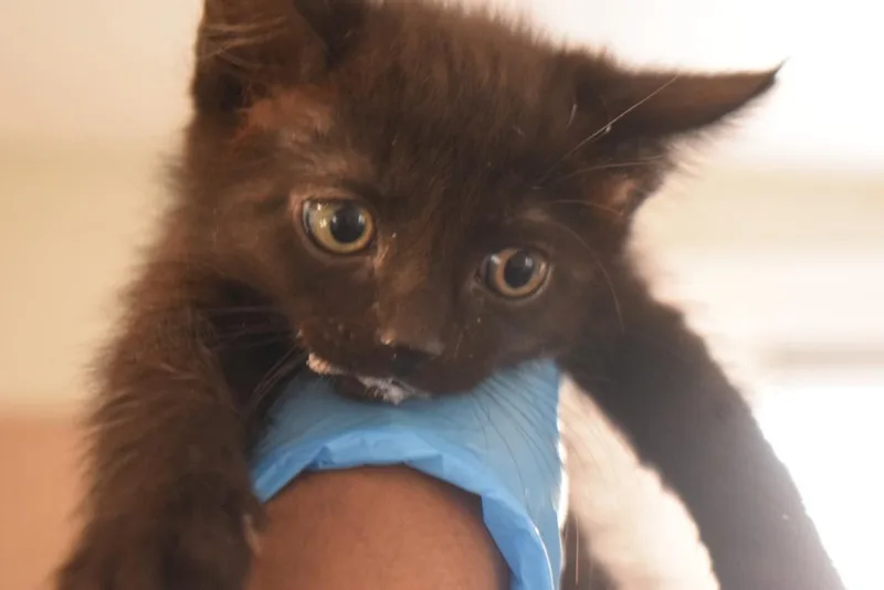 A baby medium-sized female Domestic Medium Hair cat named Etta for adoption in Pahrump, NV