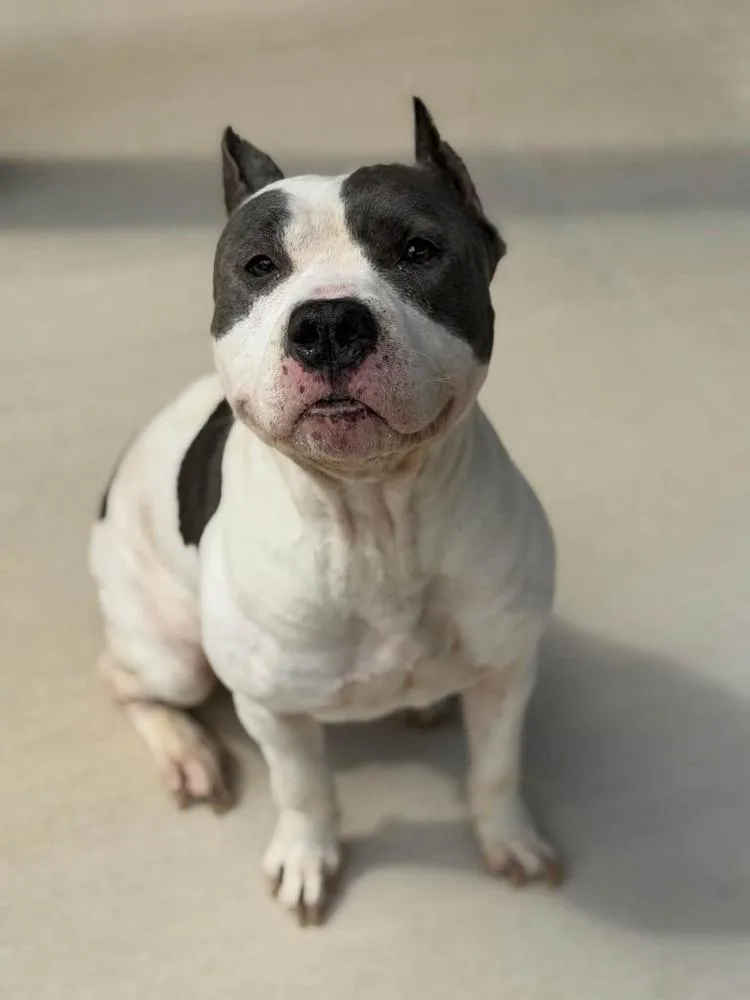 An adult medium-sized female Tricolor (Brown, Black, & White) American Bulldog dog named Effie for adoption in Lakeland, FL