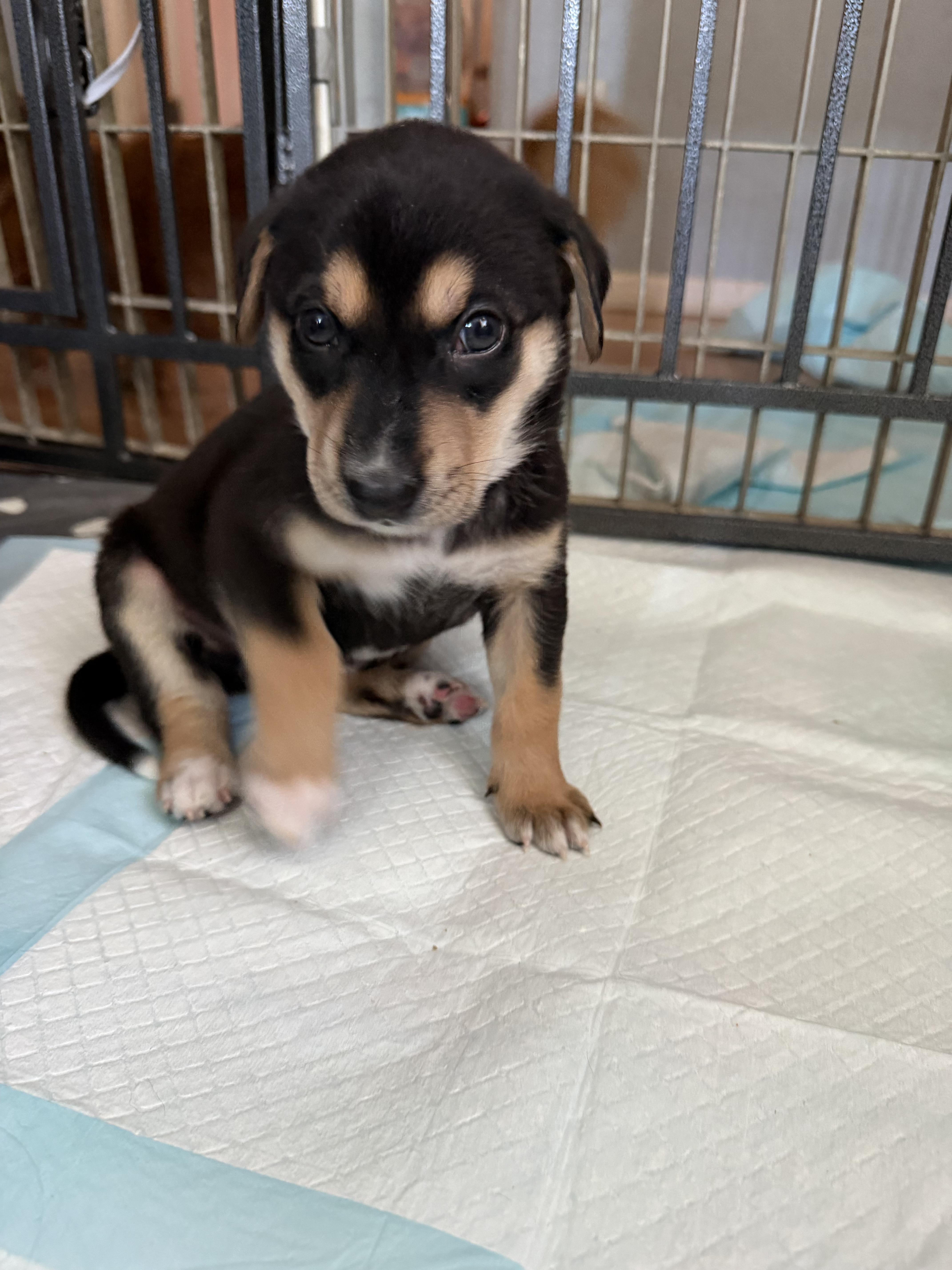 A baby large-sized female German Shepherd Dog dog named Raven for adoption in Pflugerville, TX