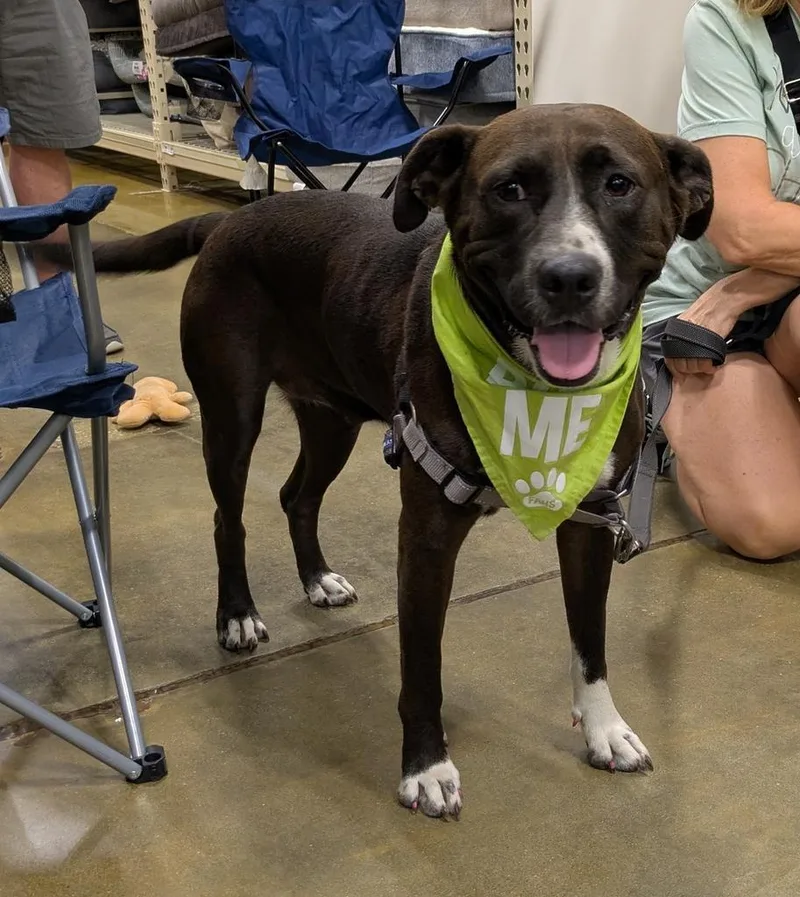 A young medium-sized female Mixed Breed dog named Molly for adoption in Florence, SC
