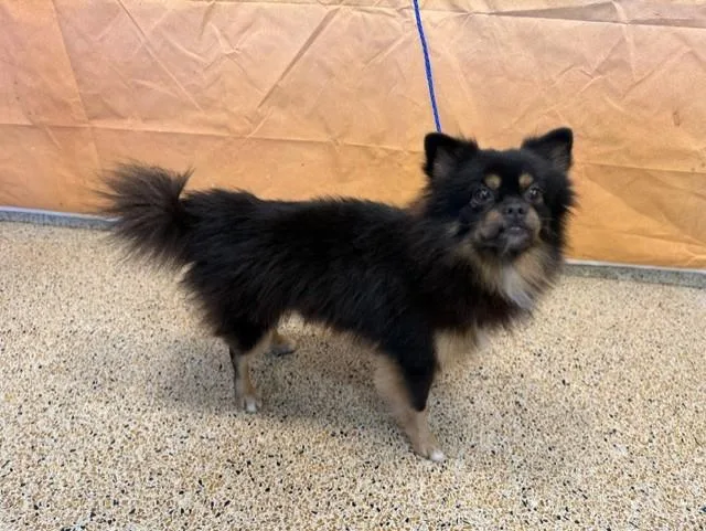 An adult small-sized male Pomeranian dog named Toby for adoption in Miami, FL