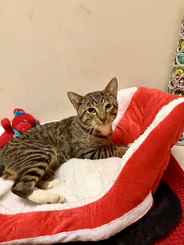 A young medium-sized male Domestic Short Hair cat named Jasper for adoption in Terre Haute, IN