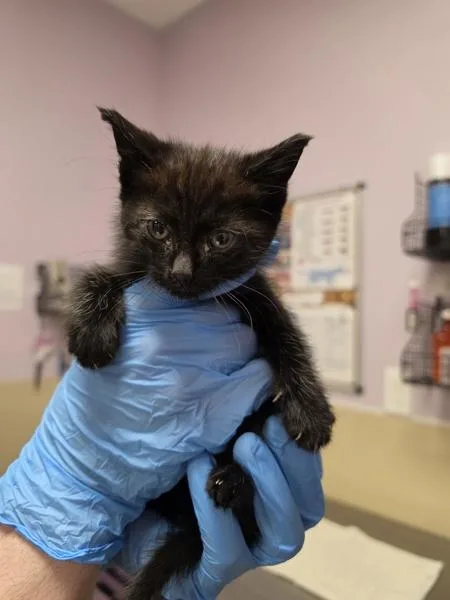 A baby small-sized male Domestic Short Hair cat named Poncho for adoption in Vancouver, WA