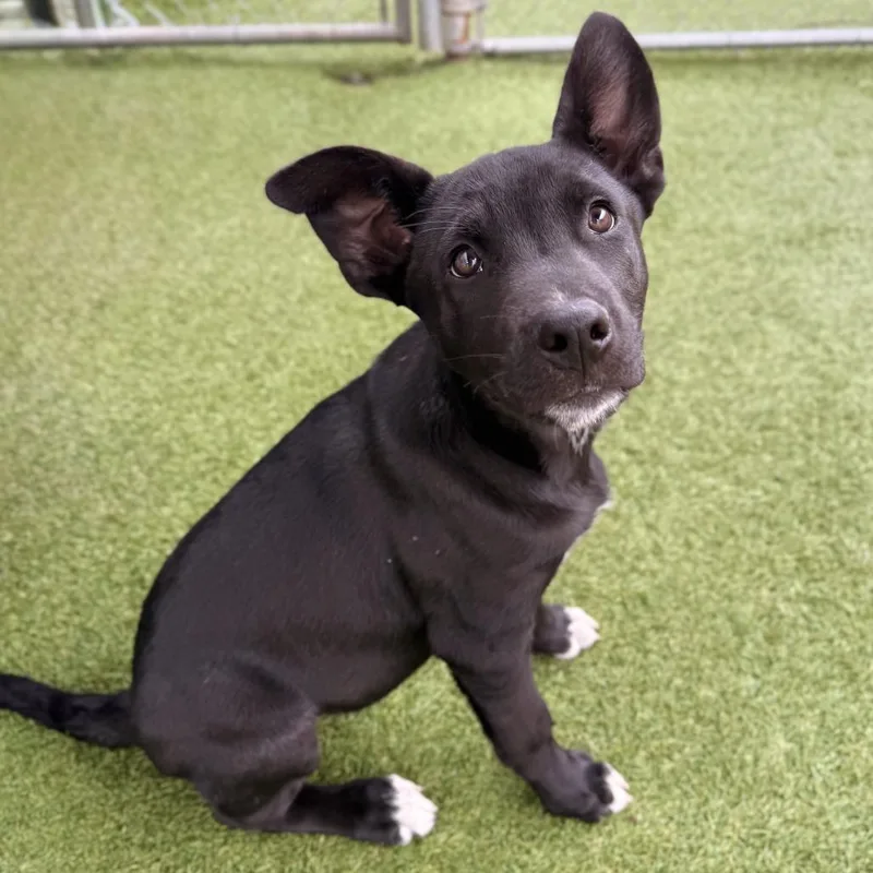 A baby medium-sized male Shepherd dog named Jimmy Chew for adoption in Hawthorne, CA