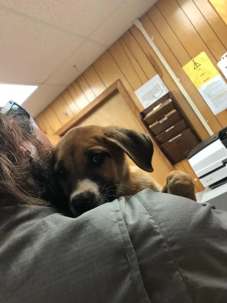 A baby medium-sized female Shepherd dog named Callie for adoption in Benton, AR