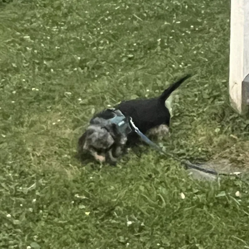 A senior small-sized male Black Mixed Breed dog named Nigel for adoption in Mentor, OH