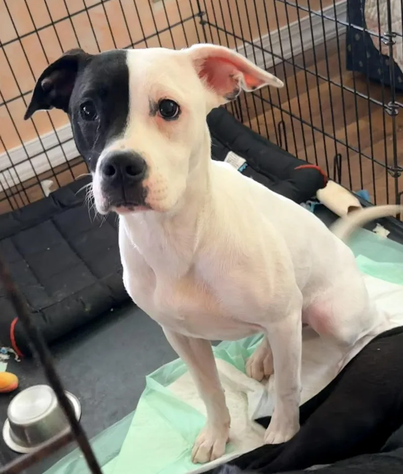 A baby medium-sized female White / Cream Spaniel dog named Ivory for adoption in Pittsburgh, PA