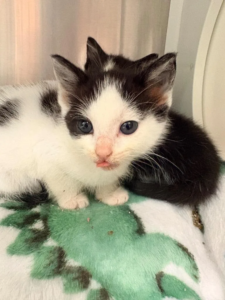 A baby medium-sized female Domestic Short Hair cat named Cowey for adoption in Morgantown, KY
