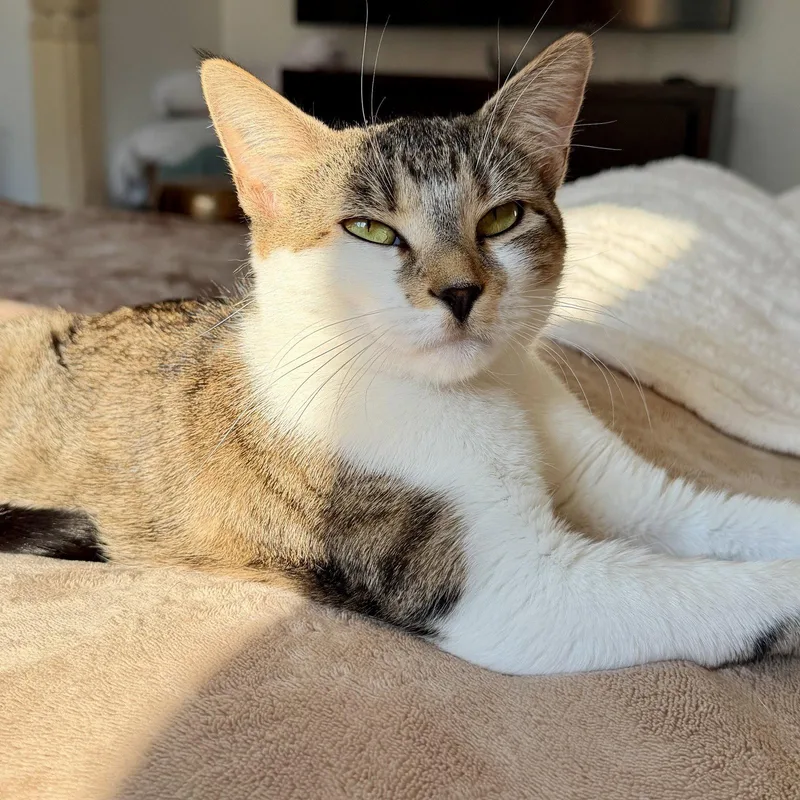 An adult medium-sized female Domestic Short Hair cat named Sugar Cookie for adoption in Naugatuck, CT