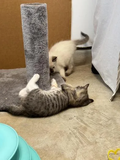 A baby medium-sized male Cream Point Siamese cat named Milky Way for adoption in Liverpool, TX