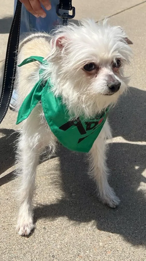 An adult small-sized female Terrier dog named Sweet for adoption in Broomfield, CO