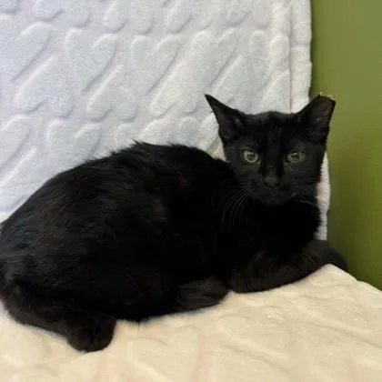 A baby small-sized male Domestic Short Hair cat named Shrek for adoption in Janesville, WI