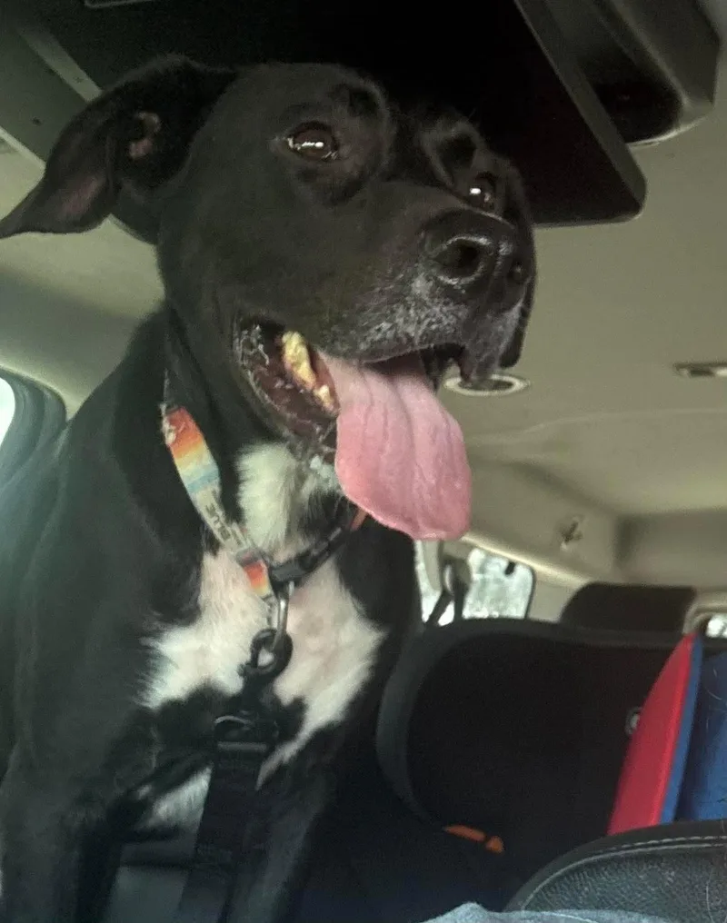 An adult medium-sized male Black Labrador Retriever dog named Blue for adoption in Inez, TX