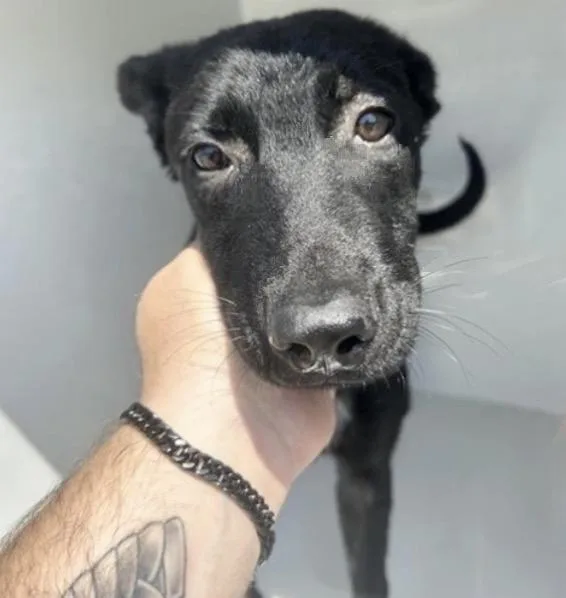 An adult medium-sized female German Shepherd Dog dog named A for adoption in Houston, TX