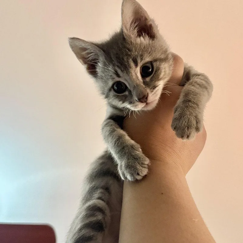 Nova