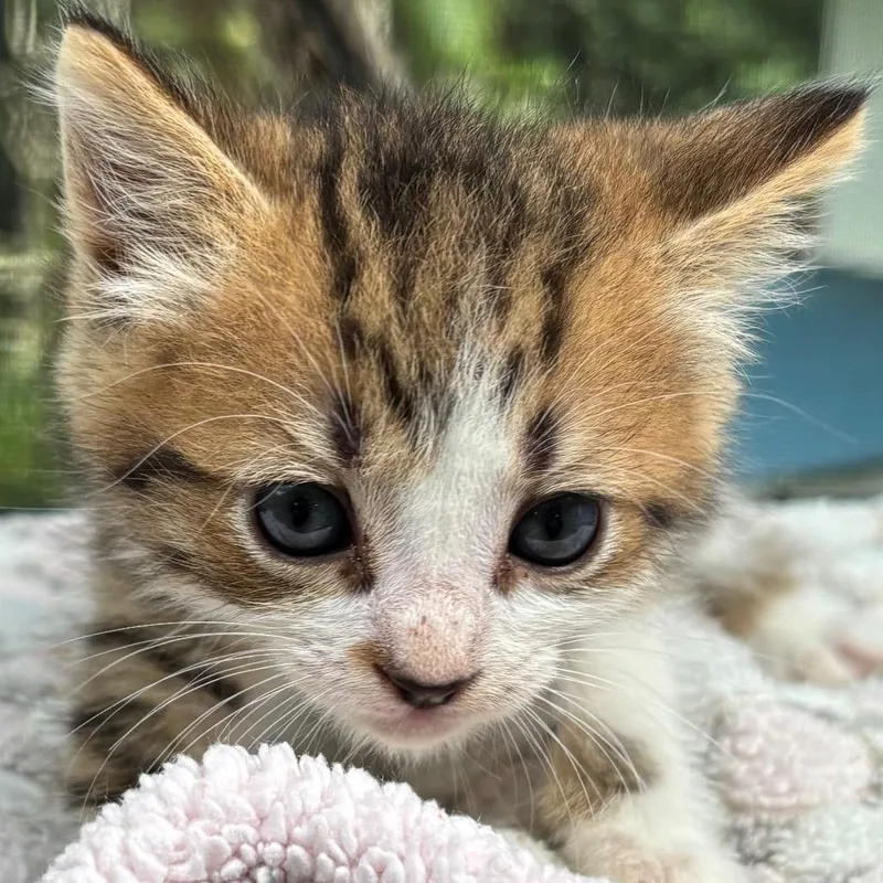 Lion's Mane thumbnail 2