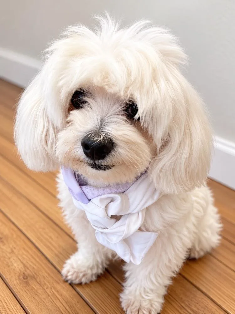 A senior small-sized female Maltese dog named Violet for adoption in Pomona, CA