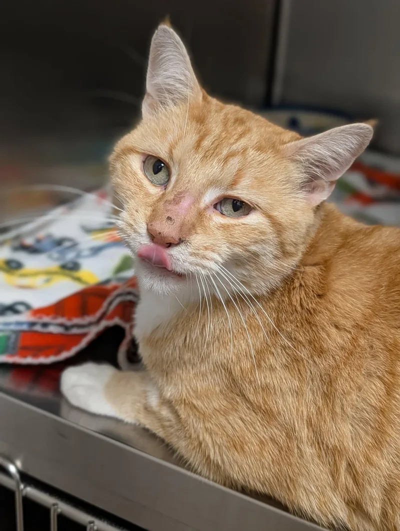 An adult medium-sized male Orange & White Domestic Short Hair cat named Birdsong for adoption in Chambersburg, PA