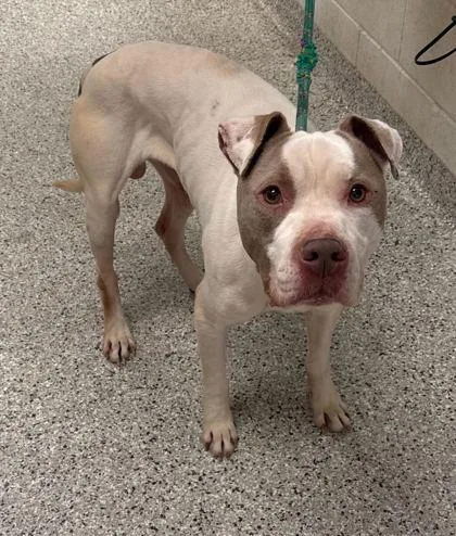 An adult large-sized male White / Cream Pit Bull Terrier dog named Elliot for adoption in Kansas City, MO