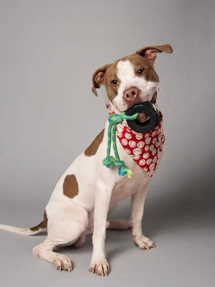 An adult large-sized male Pit Bull Terrier dog named Timba for adoption in Atlanta, GA
