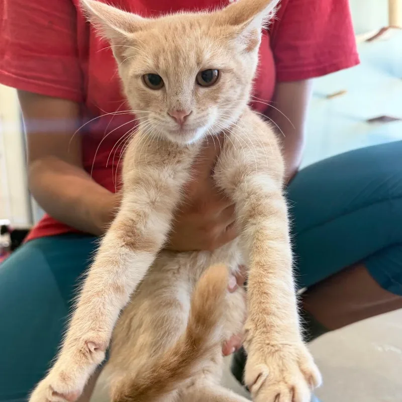 A baby small-sized male Orange / Red Domestic Short Hair cat named Frisco for adoption in Leander, TX