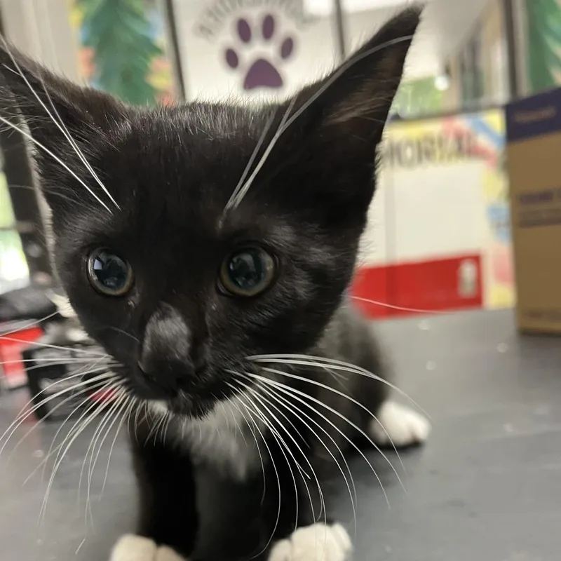 A baby small-sized male Black Domestic Long Hair cat named Chuckie for adoption in Lufkin, TX