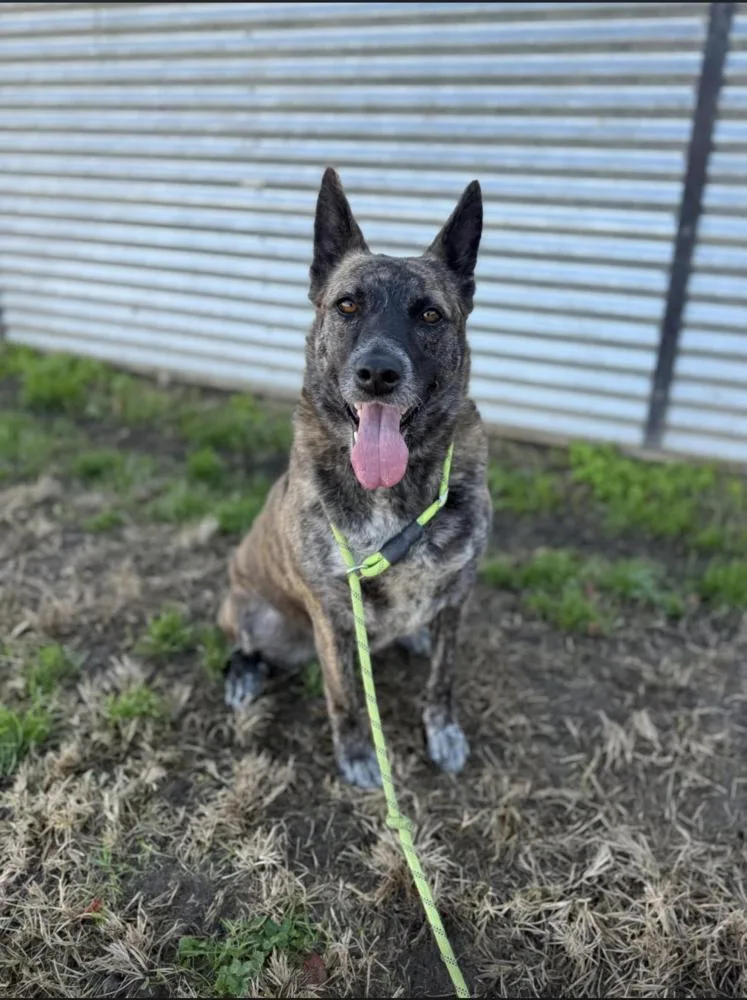 An adult medium-sized female Cattle Dog dog named Misty for adoption in Tigard, OR