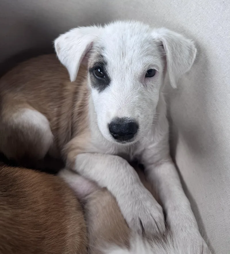 A young medium-sized female Shepherd dog named Chessy for adoption in Brenham, TX