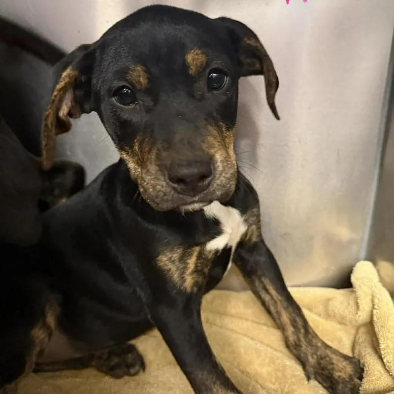 A baby large-sized female Black Hound dog named Zaraya for adoption in Martinsville, VA