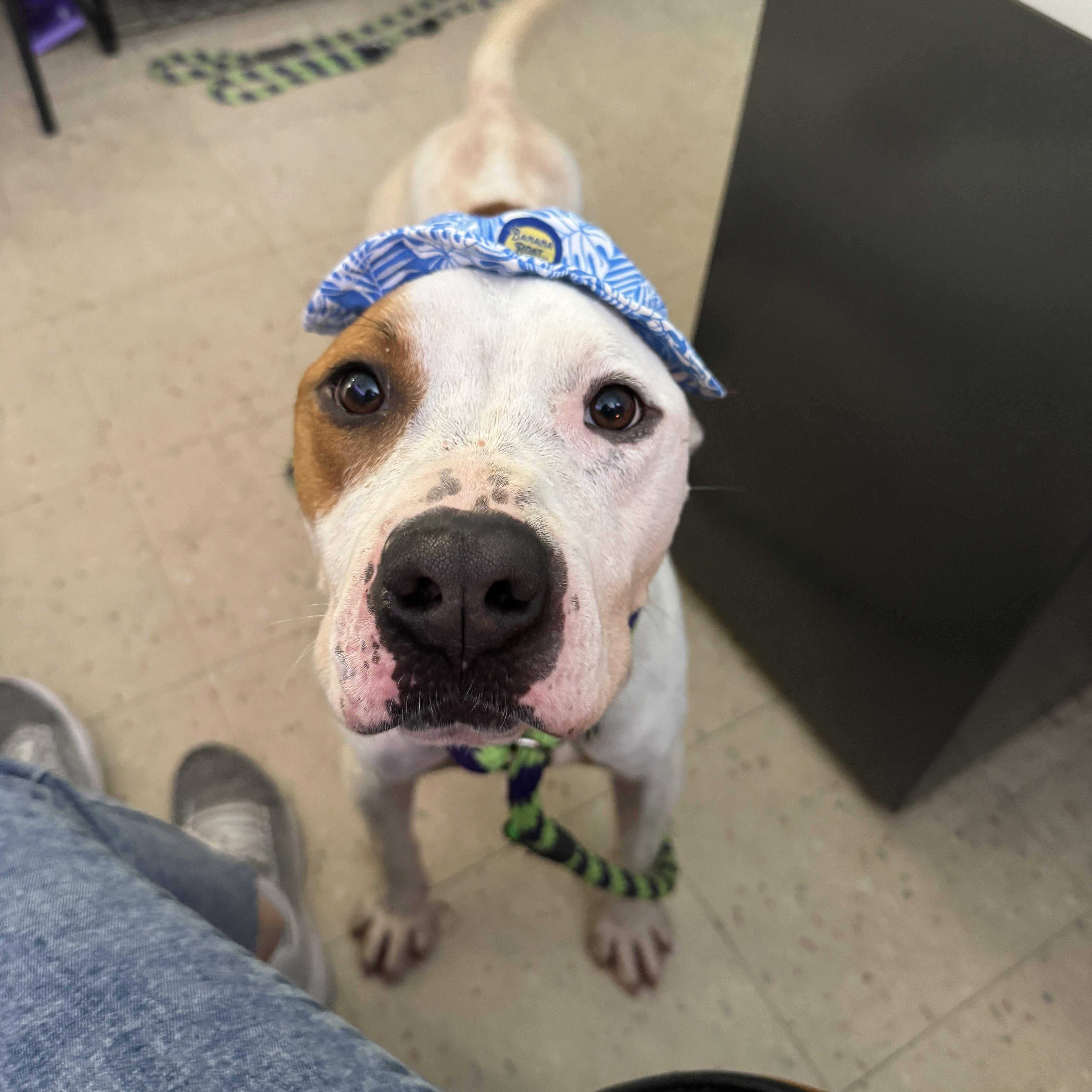 An adult medium-sized male Pit Bull Terrier dog named Sven for adoption in Philadelphia, PA