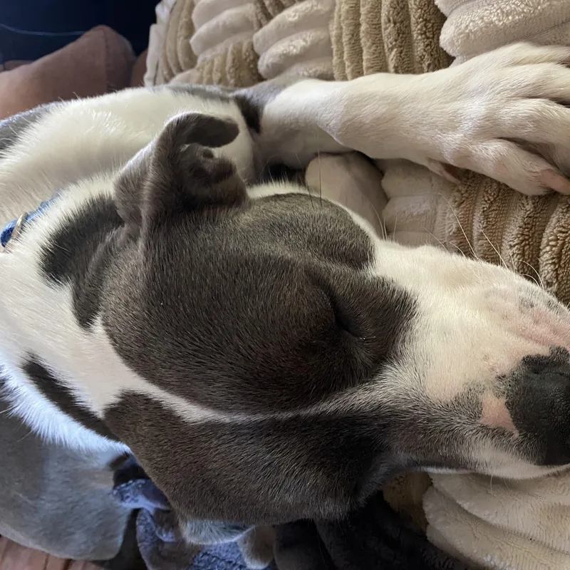 An adult medium-sized female Terrier dog named TrudyCome Meet for adoption in Medfield, MA