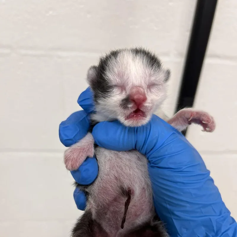 A baby small-sized female Black Domestic Short Hair cat named Oreo for adoption in Harrisonburg, VA